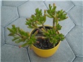 crasula